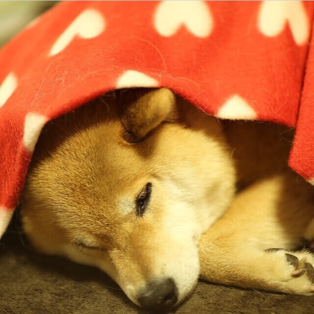 中国足球海外青训交流合作日益紧密,中国足协海外培养球员计划