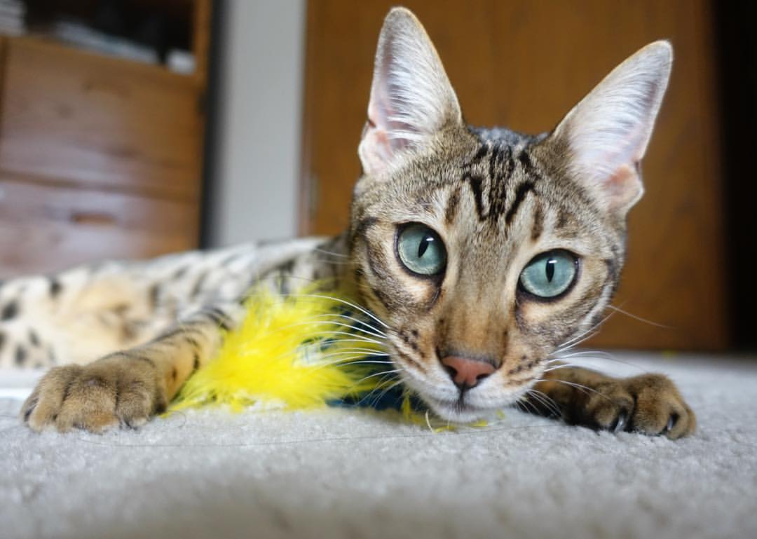 全明星周末活动安排曝光,球迷期待,全明星周末什么时候开始