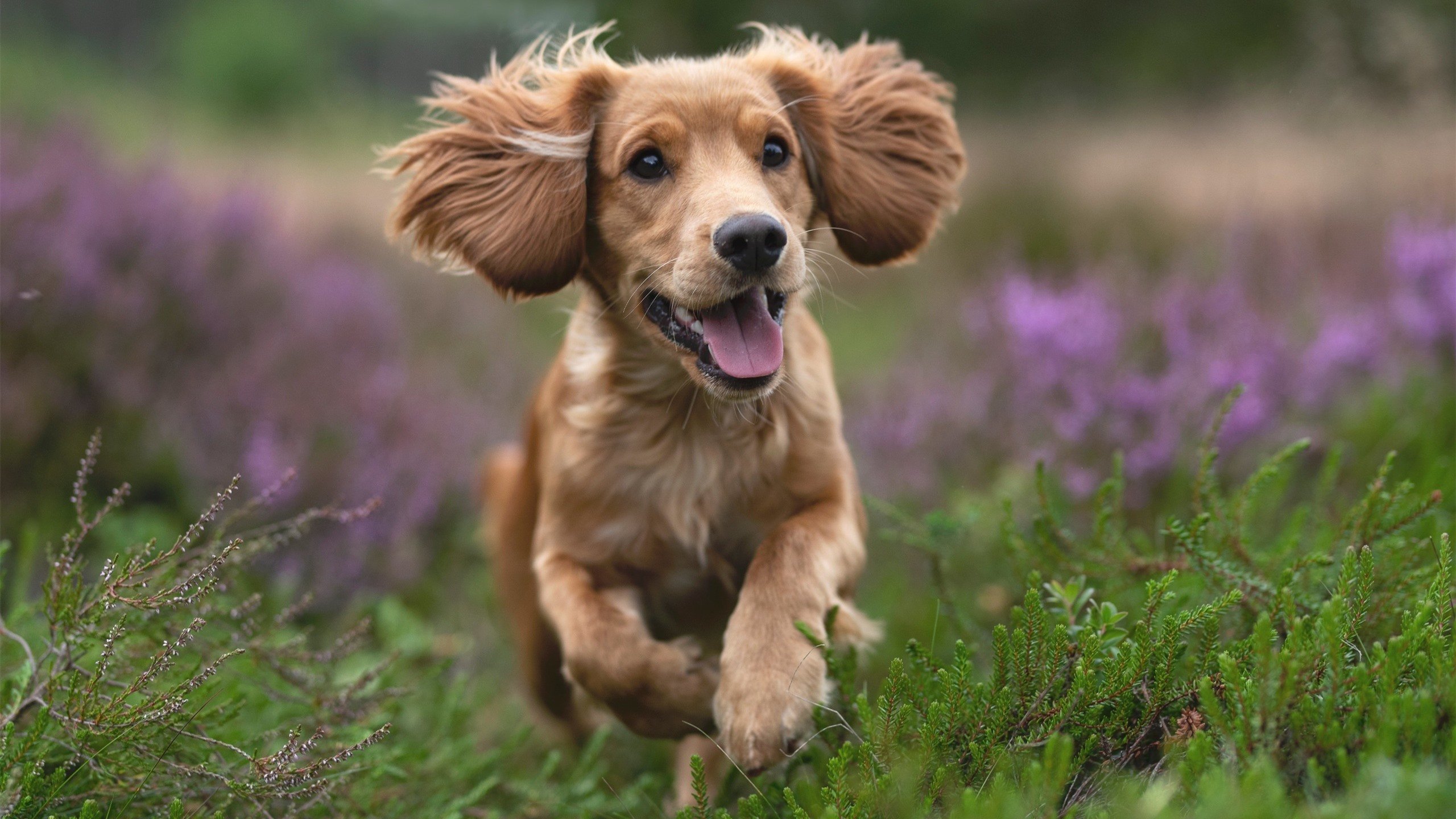 勇敢面对压力:冠军车手的心路历程